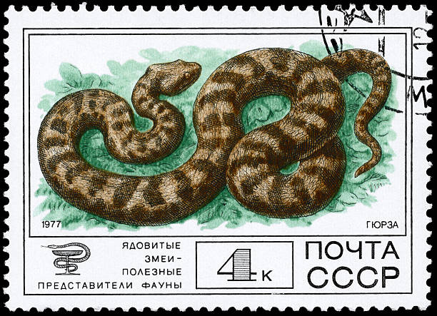 istock Lebetina Viper 119523910