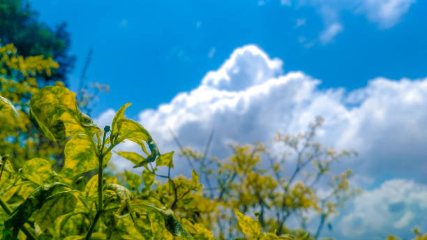 istock Yellow green chilli leaves. 1195239581