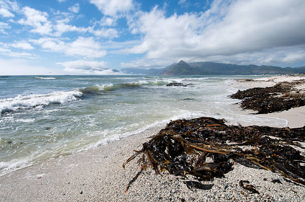 Kelp Beach Cape Town  kommetjie stock pictures, royalty-free photos & images