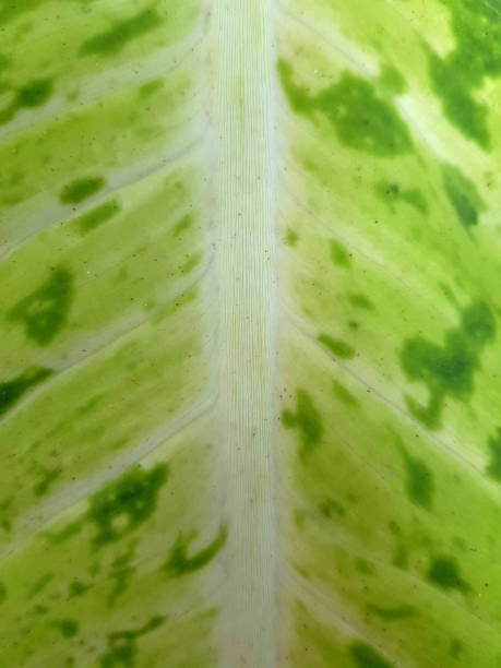 istock Closed-up texture of green tree leave for background or wallpaper 1195240539