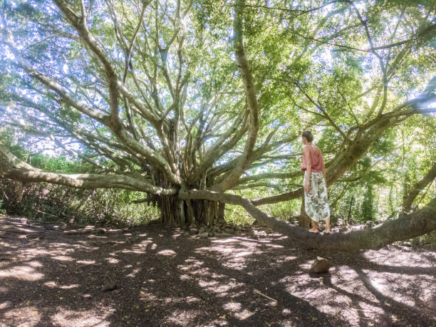 istock Young woman on banyan tree in Maui, Hawaii 1195240861