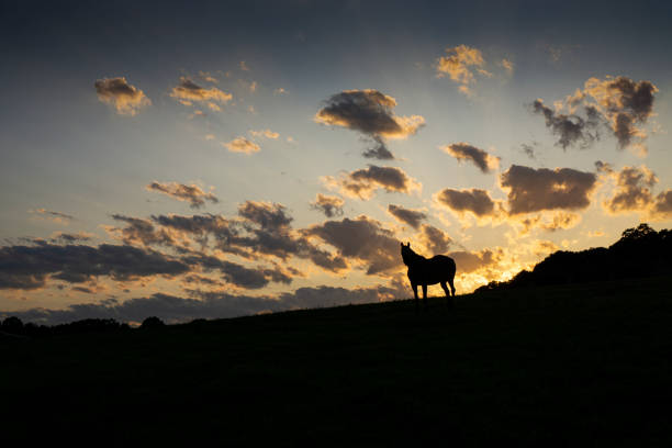 istock Sunset in Pennsylvania 1195240994