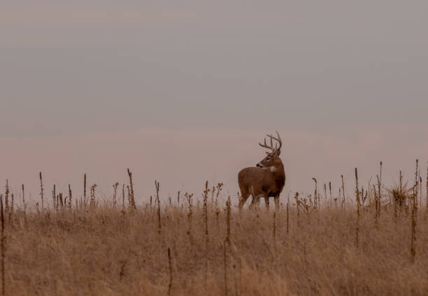istock Whitetail Deer Buck in Autumn 1195243705