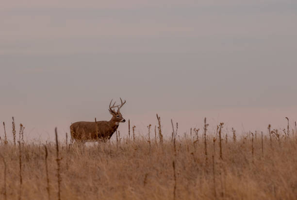 istock Whitetail Deer Buck in Autumn 1195243849