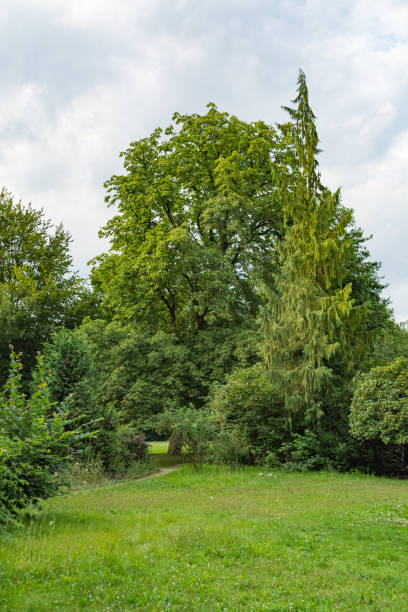 istock idyllic meadow with tree in a city park 1195245219