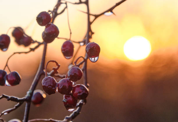 Cold morning sunlight hits the dew laden berries.