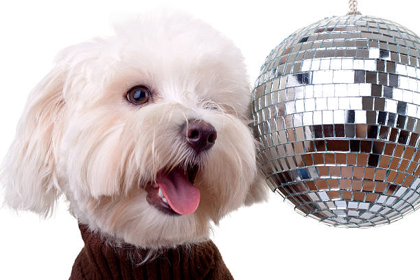 istock bichon face near a shinny disco ball 119524636