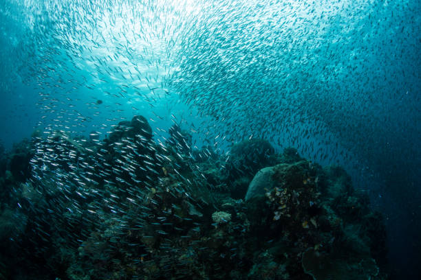 istock Schooling Silversides and Coral Reef in Indonesia 1195246552