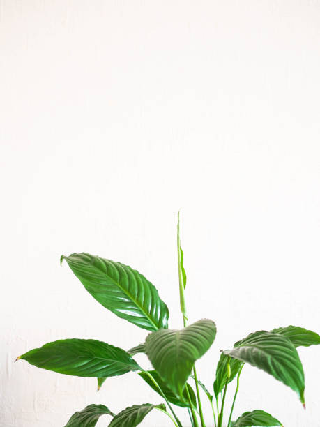 屋内植物 - 白い壁に対するスパティフィラム。スペースのコピー - still life growth nature image type ストックフォトと画像