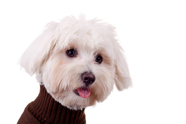 istock closeup of a bichon maltese 119524687