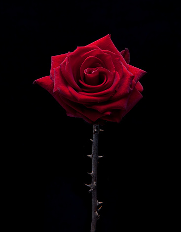 istock thorny rose 119524772