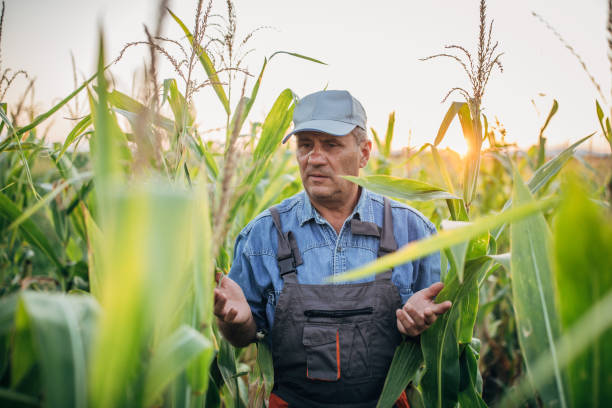 istock One senior farmer working at corn field 1195248489
