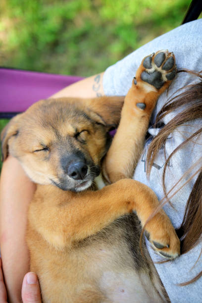 istock New Sleeping Mix Breed Puppy in Owners Arms 1195248581