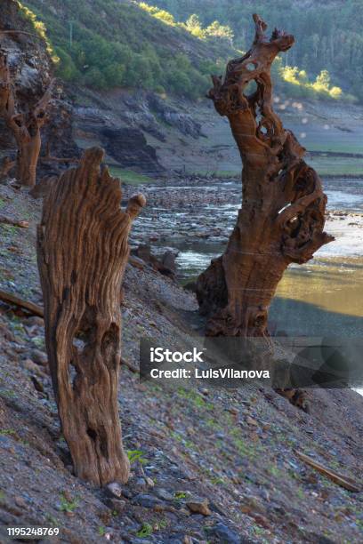 Grotesque Dead Tree Trunks Stock Photo - Download Image Now - Camino De Santiago, Canyon, Cliff