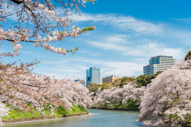 istock Beautiful  Cherry blossom Tokyo, Japan. 1195250236