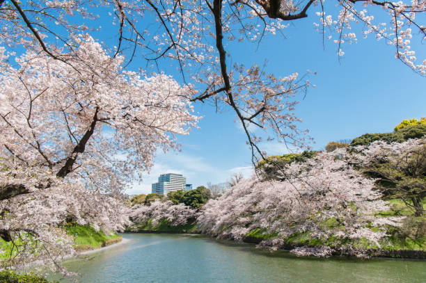 istock Beautiful  Cherry blossom Tokyo, Japan. 1195250242