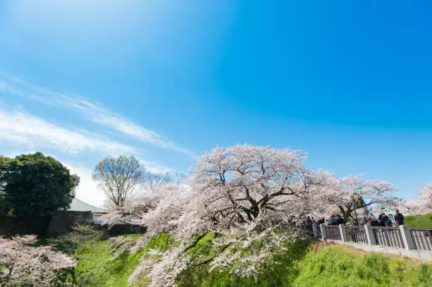 Photo of Beautiful  Cherry blossom Tokyo, Japan.