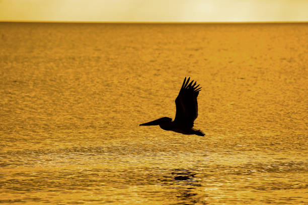 Pelican in flight silhouette