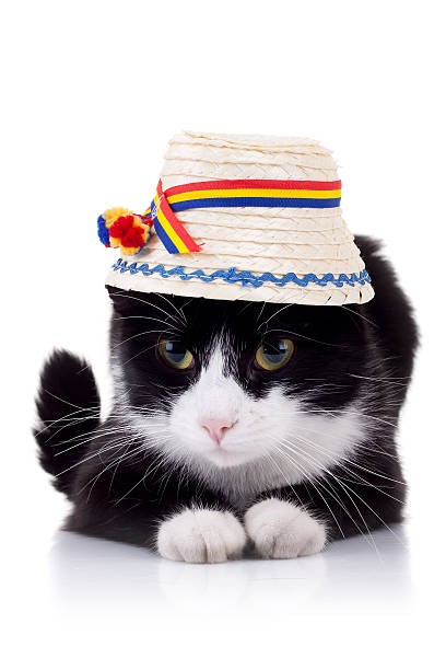 istock cute black and white cat with hat 119525087