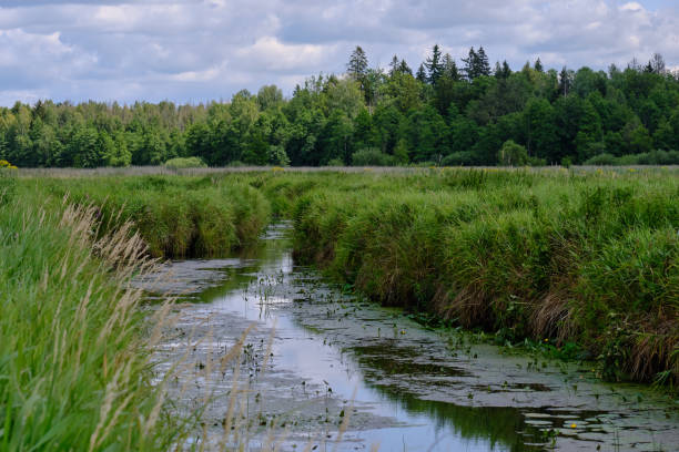 istock Lutovnia River in summer 1195251325