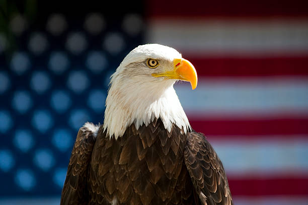 istock Bald Eagle Profile in front of USA Flag 119525156