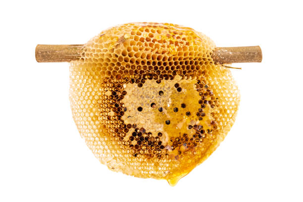 Fresh natural honeycomb or hive on dry branch isolated on white background Fresh natural honeycomb or hive on dry branch with sweet honey for food ingredients isolated on white background honeycomb pattern photos stock pictures, royalty-free photos & images