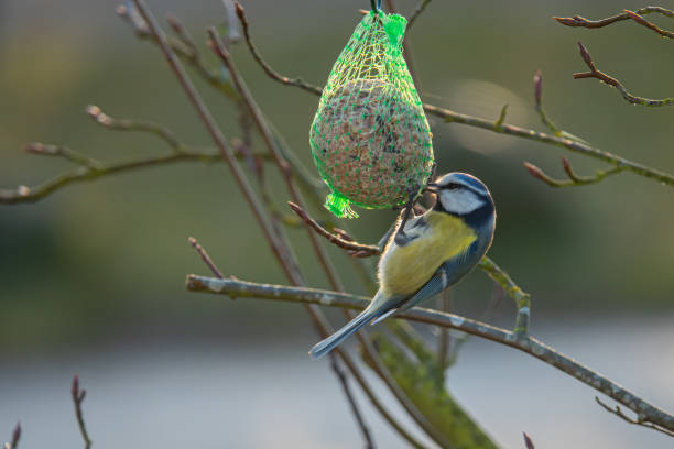 A colorful great tit hangs from a tit dumpling and eats food