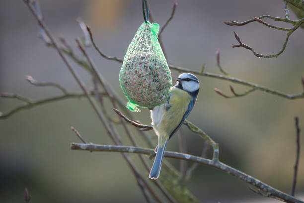 istock A colorful great tit hangs from a tit dumpling and eats food 1195252371