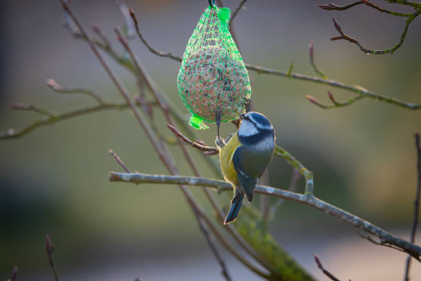 istock A colorful great tit hangs from a tit dumpling and eats food 1195252377