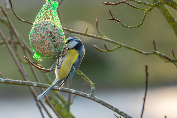 istock A colorful great tit hangs from a tit dumpling and eats food 1195252379