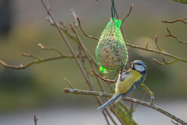 istock A colorful great tit hangs from a tit dumpling and eats food 1195252388