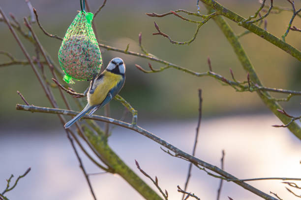 istock A colorful great tit hangs from a tit dumpling and eats food 1195252392