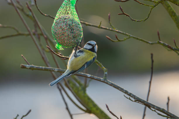 istock A colorful great tit hangs from a tit dumpling and eats food 1195252393