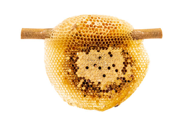 istock Fresh natural honeycomb or hive on dry branch isolated on white background 1195252428