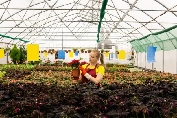 female gardener holding a pot with a houseplant poinsettia in a greenhouse with indoor flowers