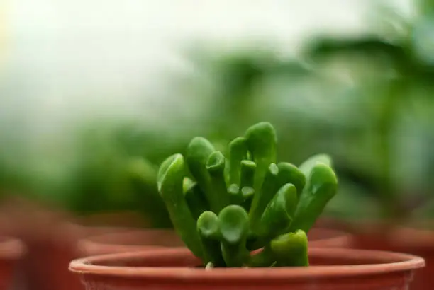 pot with succulent crassula ovata, cultivar hobbit, close-up on blurred background of other indoor plants