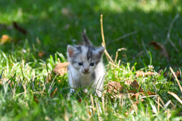istock Curious little kitten play in the grass 1195253009