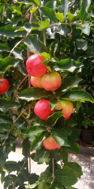 istock Acerola Fruits 1195255690