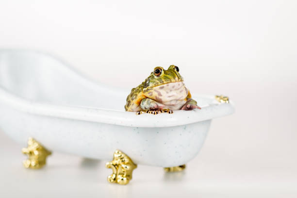 cute green frog in small luxury bathtub isolated on white cute green frog in small luxury bathtub isolated on white frog photos stock pictures, royalty-free photos & images