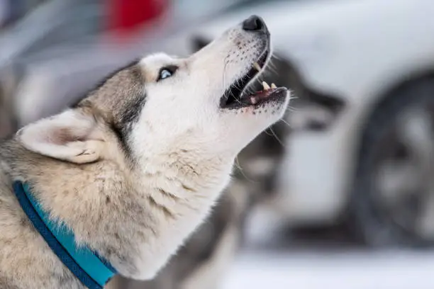 Photo of Husky dog howls and barks, funny pet. Funny pet on walking before sled dog training.