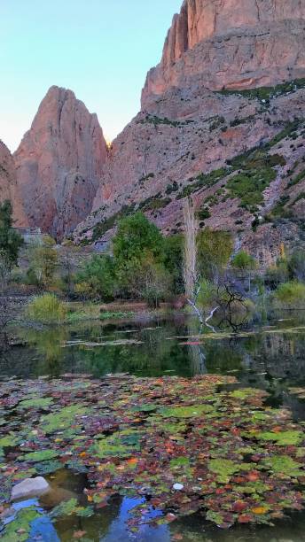 istock Lake filled with tree leaves 1195258616