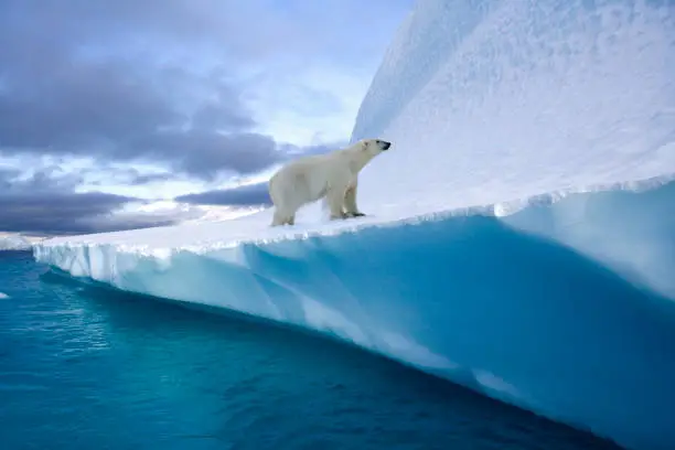 Polar Bear (Ursus maritimus) on an iceberg in Northwest Fjord in eastern Greenland.