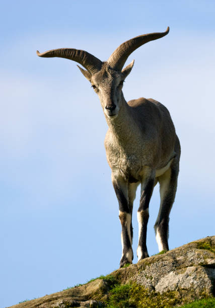 The Bharal (Pseudois nayaur) - Native to the Himalayan areas of central Asia. The Bharal (Pseudois nayaur), also called the Helan Shan Blue Sheep, Chinese Blue Sheep, Himalayan Blue Sheep or Naur. Native to the Himalayan areas of central Asia. bharal photos stock pictures, royalty-free photos & images