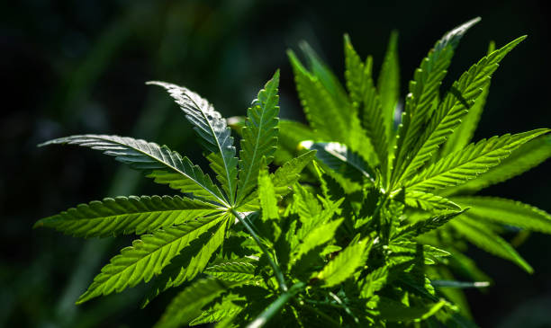 istock Brightly lit plant of cannabis on a blurred natural background. 1195259683