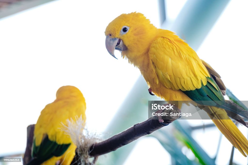 Tropical Yellow Bird In The Green Planet Dubai Stock Photo - Download Image  Now - Animal, Animal Body Part, Animal Eye - iStock