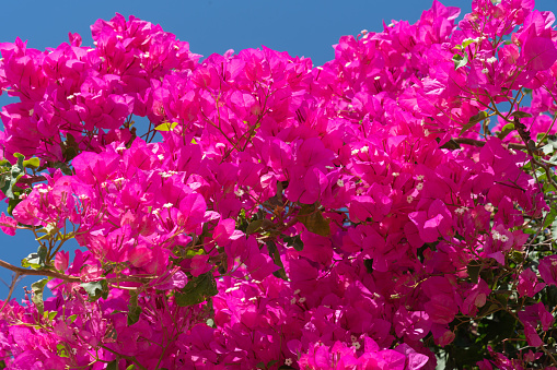 Bright pink bougainvillea flowers and vine with white centers.