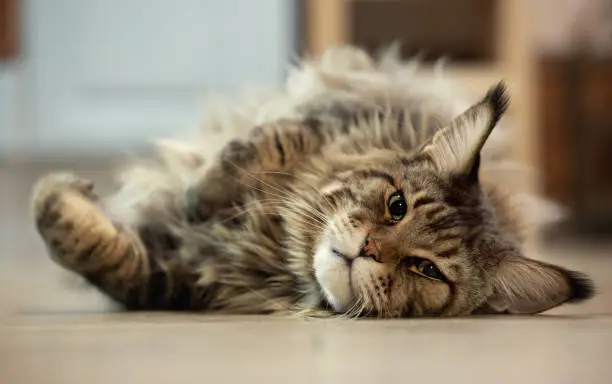 Portrait of maine coon cat