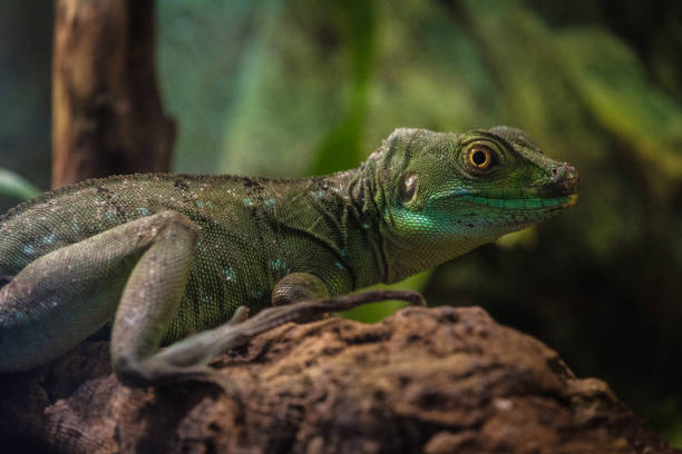 istock The plumed basilisk also called commonly the green basilisk 1195261600