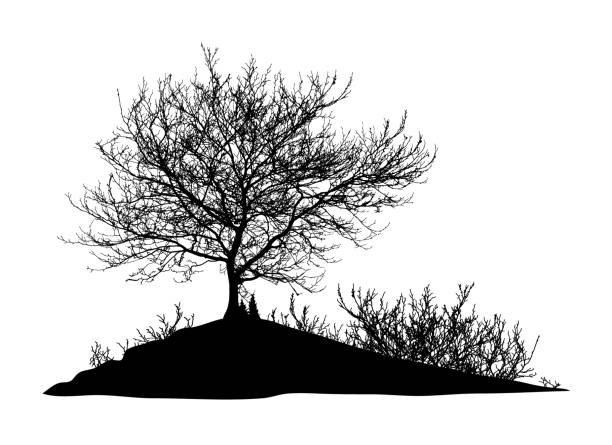 illustrations, cliparts, dessins animés et icônes de silhouette réaliste d'arbre, buisson avec les branches nues sur le fond blanc (illustration de vecteur). eps10 (eps10) - hofmann