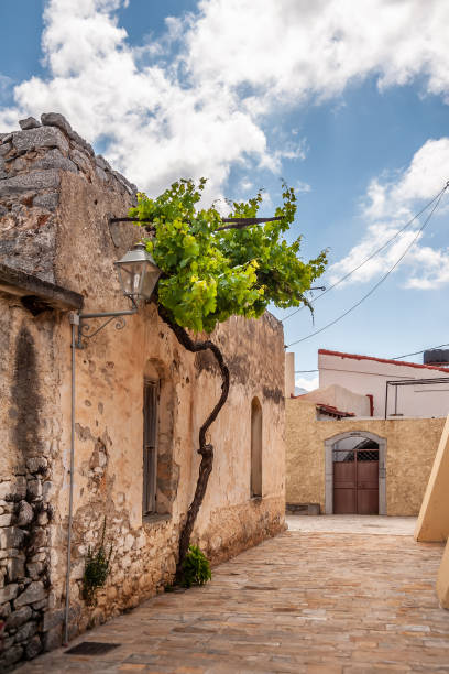 istock Doors of an old house with vines 1195262581